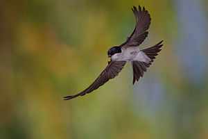 300px-Mehlschwalbe_im_Flug.jpg